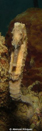 Seahorse, Sugar Pier by Abimael Márquez 